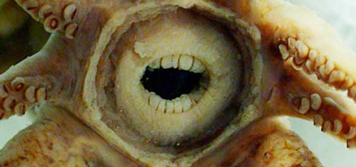 Astonishing-Squid-With-Human-like-Teeth
