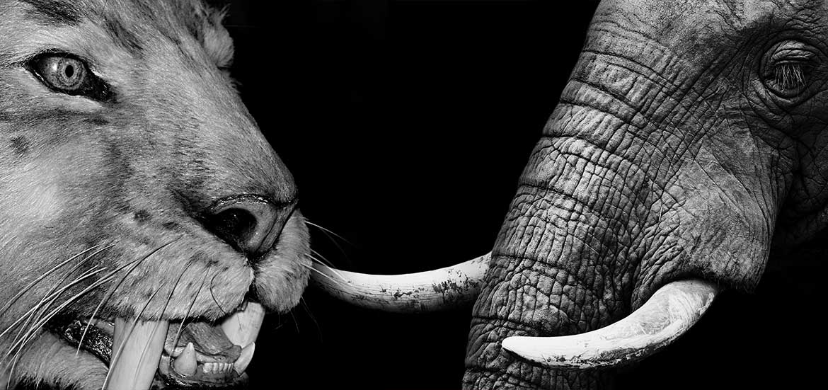 Tooth-Battles-of-Nature-Sabre-toothed-Cat-versus-African-Elephant