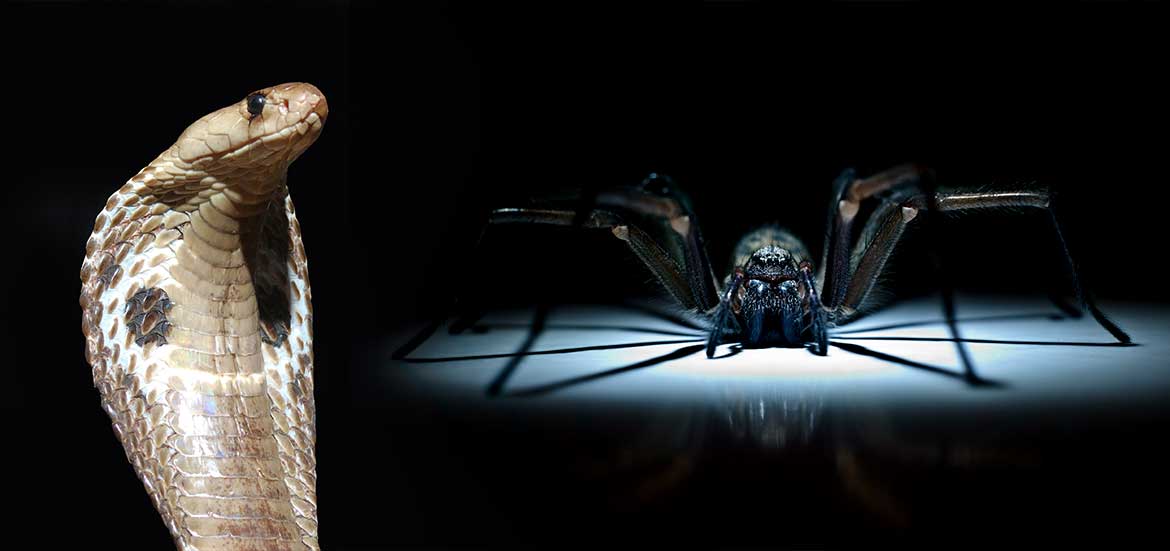 Tooth-Battles-of-Nature-Venomous-Snake-Versus-Tarantula