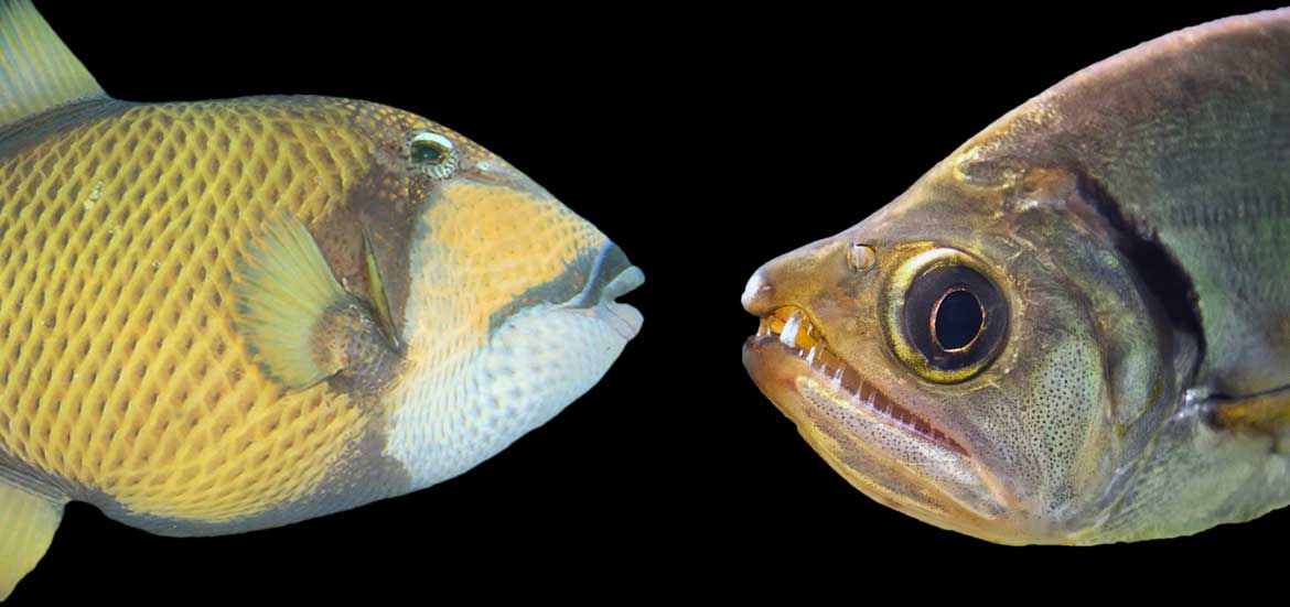 Tooth-Battles-of-Nature-The-Triggerfish-versus-the-Payara