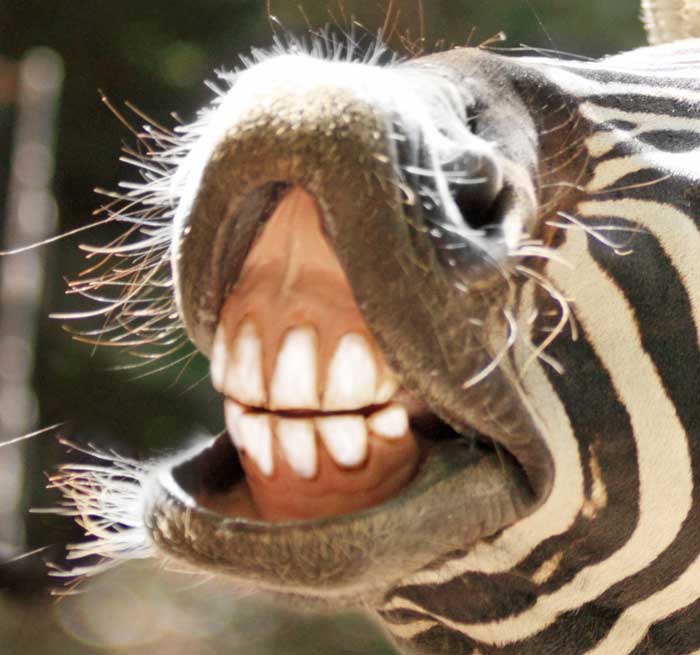 animal-teeth